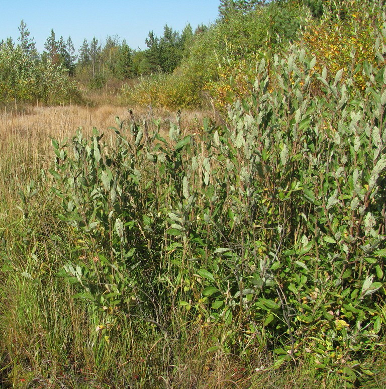 Изображение особи Salix &times; laurina.