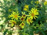 Senecio grandidentatus