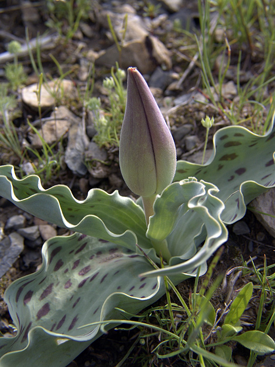 Image of Tulipa greigii specimen.