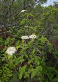 Viburnum lantana