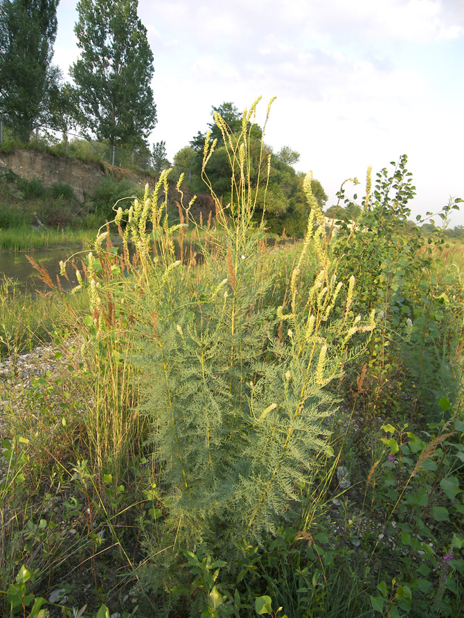 Image of Myricaria bracteata specimen.