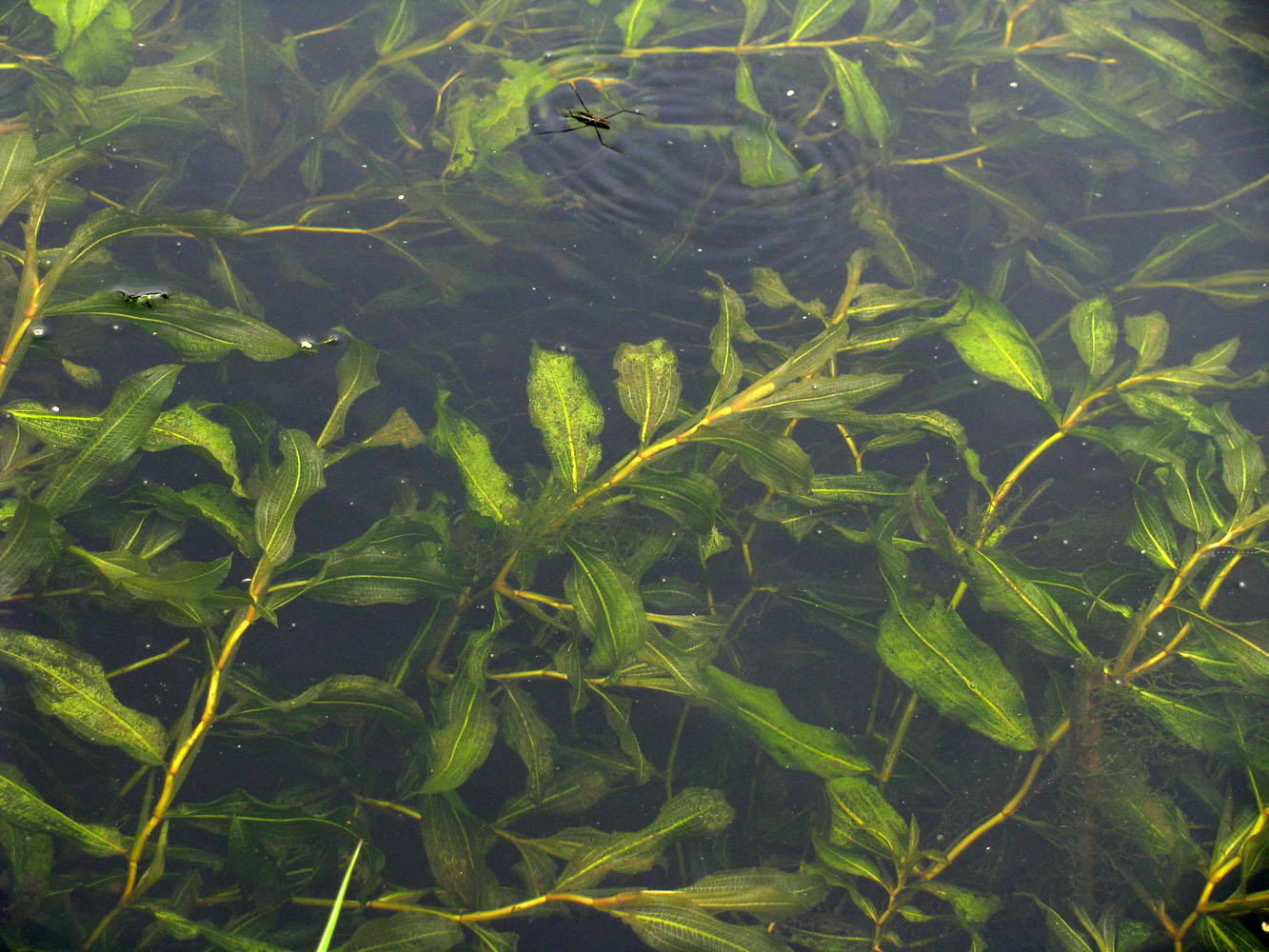 Image of Potamogeton &times; babingtonii specimen.
