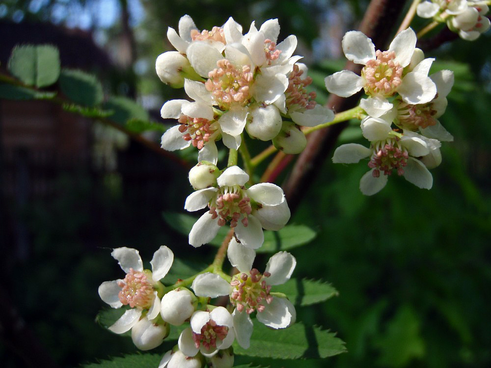 Image of Sorbus koehneana specimen.