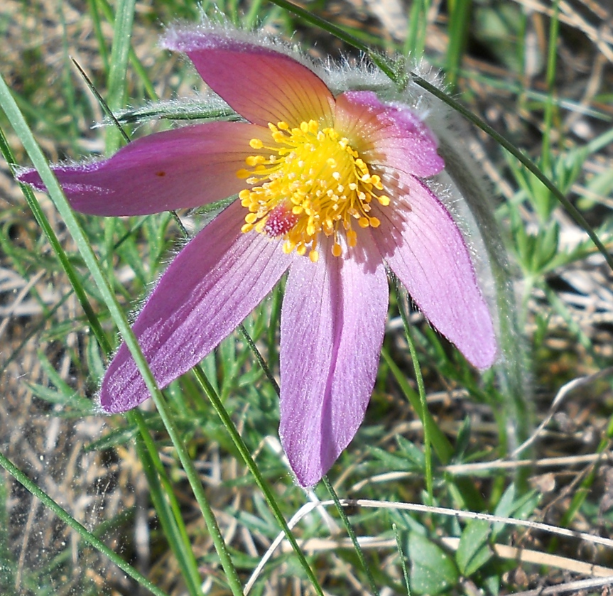 Изображение особи Pulsatilla vulgaris.