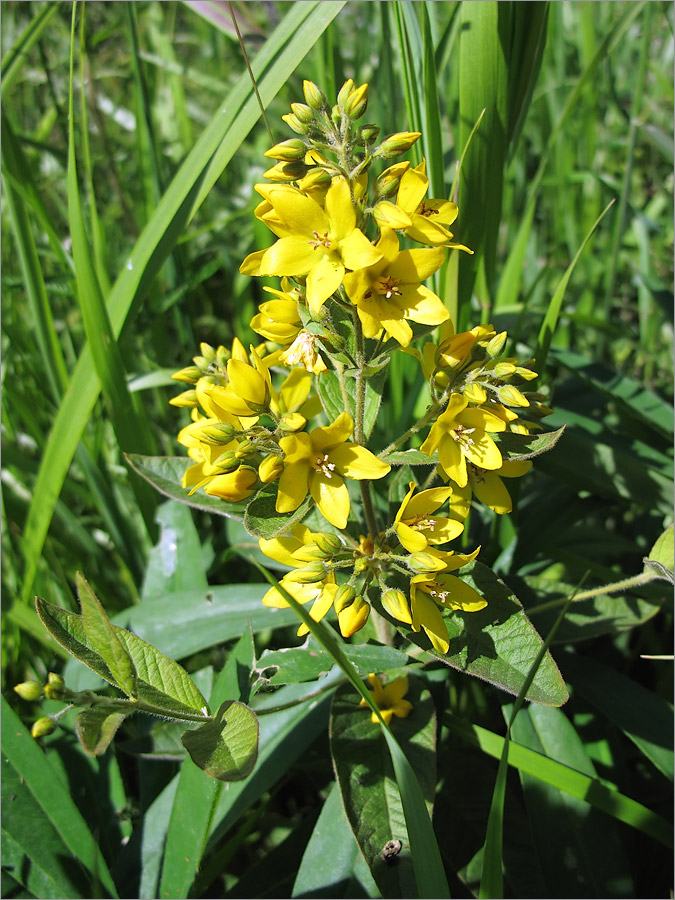 Изображение особи Lysimachia vulgaris.