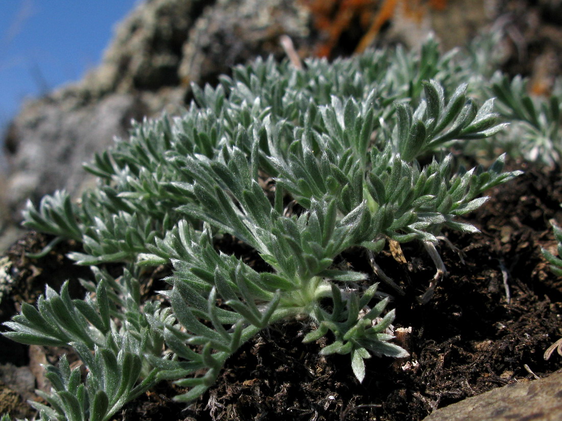 Изображение особи Artemisia frigida.