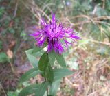 Centaurea phrygia. Верхняя часть цветущего растения. Курская обл., Железногорский р-н, ур. Кармановская дача. 24 июля 2007 г.