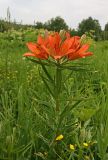 Lilium pensylvanicum