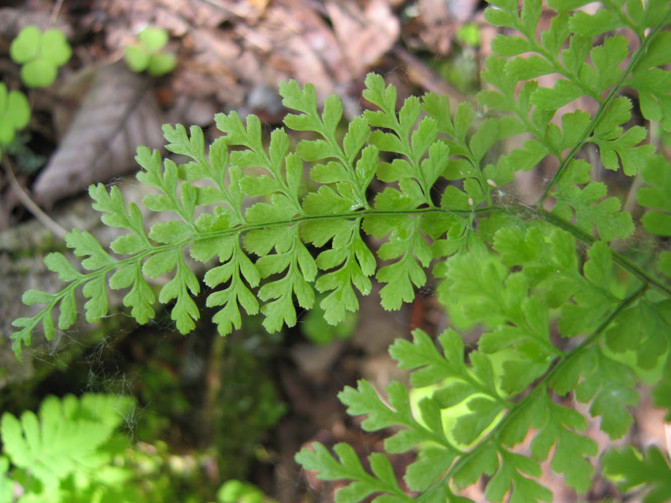 Image of Rhizomatopteris sudetica specimen.