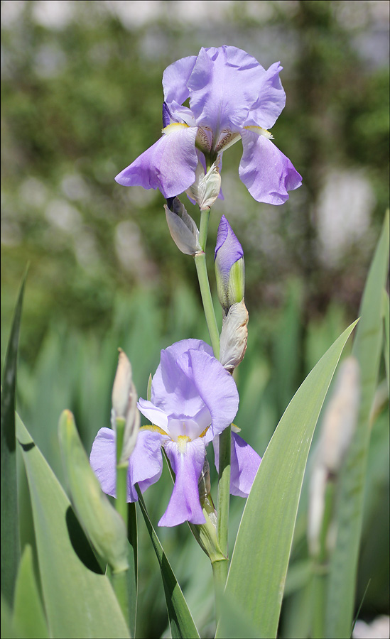 Изображение особи Iris pallida.