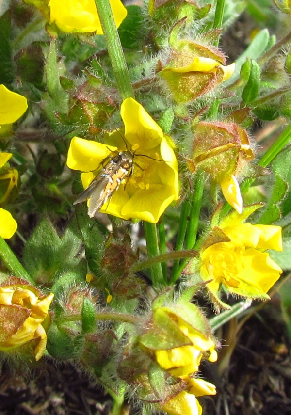 Изображение особи Potentilla humifusa.