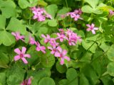 Oxalis articulata