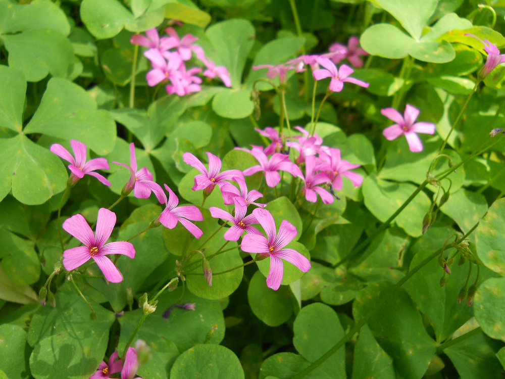 Image of Oxalis articulata specimen.