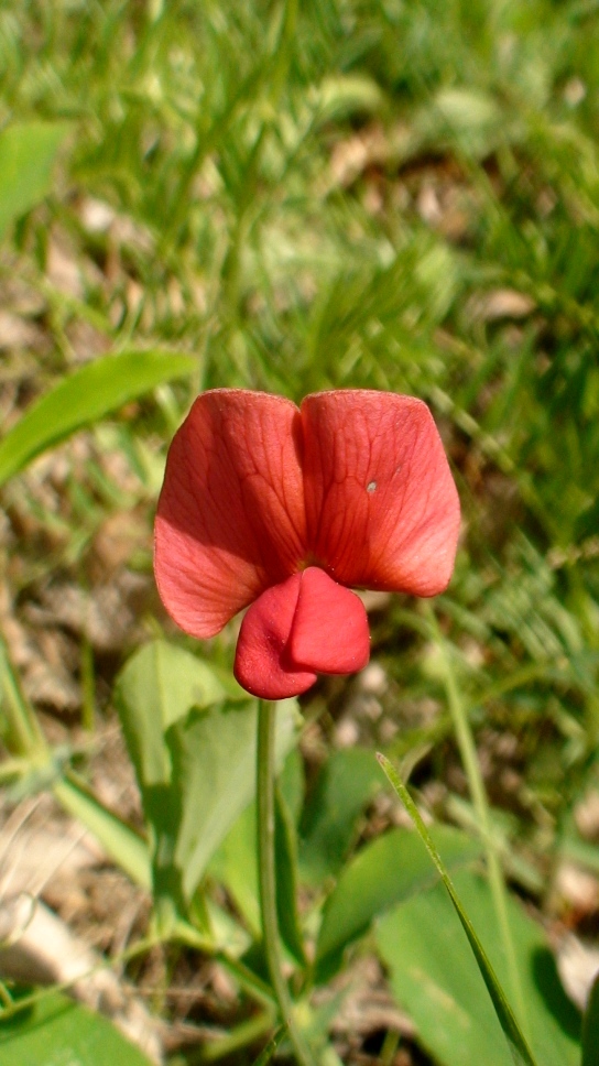 Изображение особи род Lathyrus.