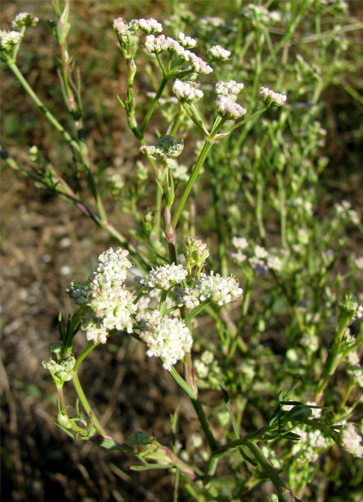 Image of Seseli arenarium specimen.