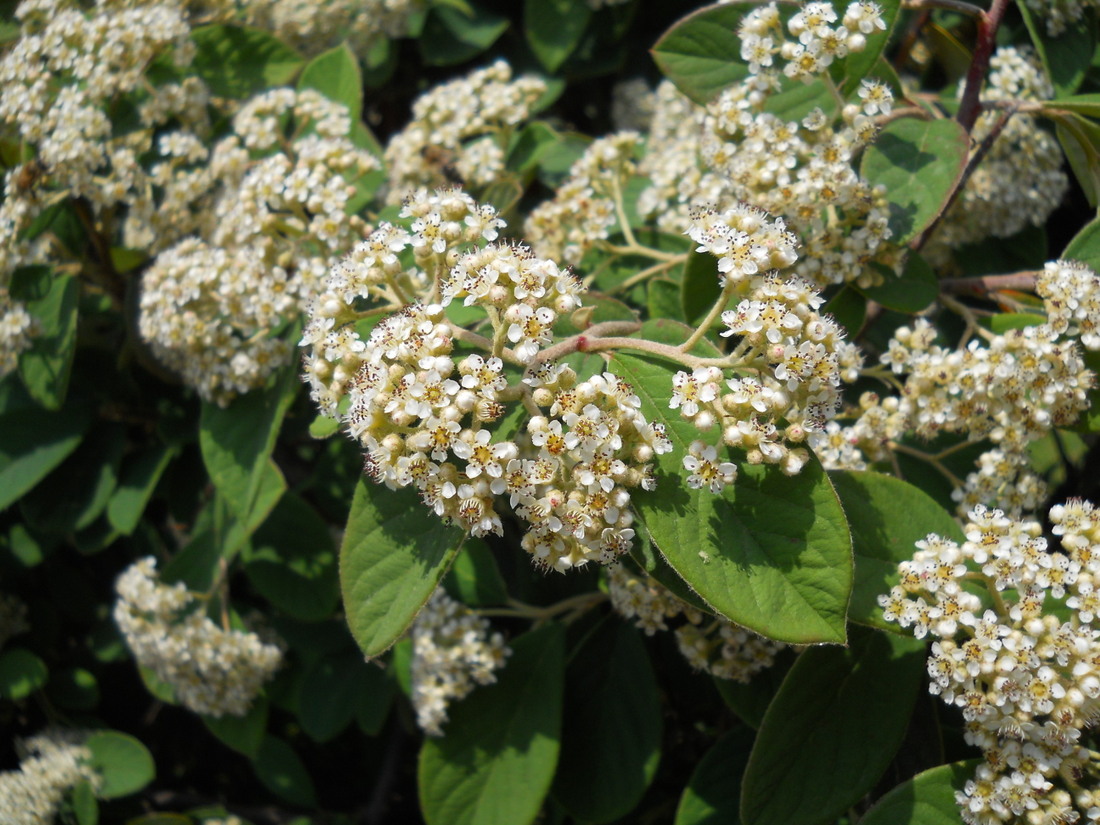 Image of Cotoneaster bullatus specimen.