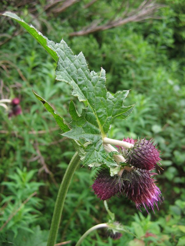 Image of Cirsium waldsteinii specimen.