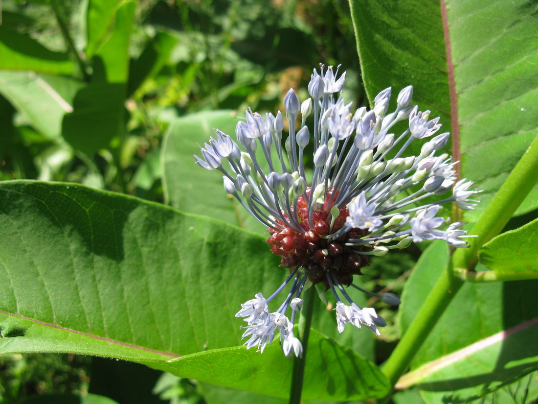 Изображение особи Allium caeruleum.