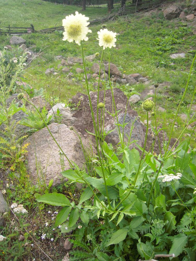 Изображение особи Cephalaria gigantea.