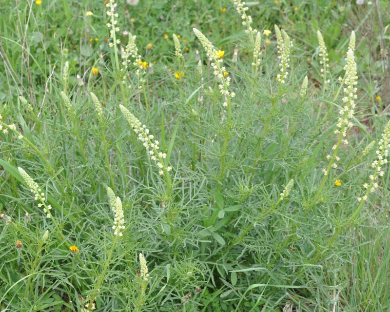 Изображение особи Reseda alba.