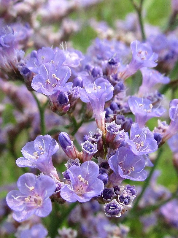 Изображение особи Limonium gmelinii.