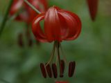 Lilium pumilum