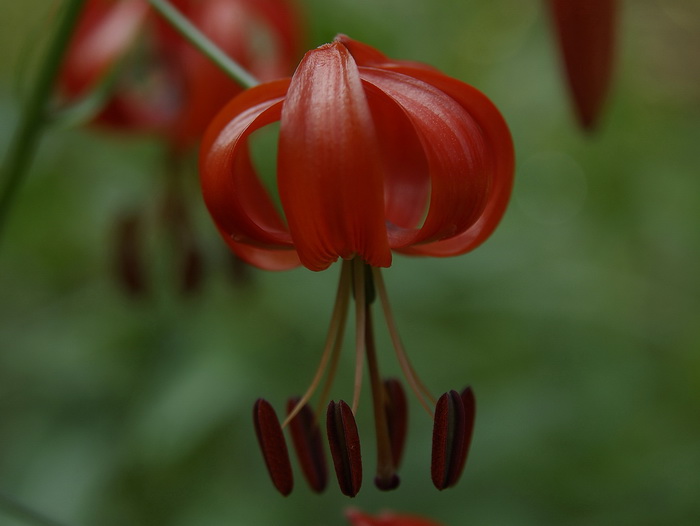 Изображение особи Lilium pumilum.