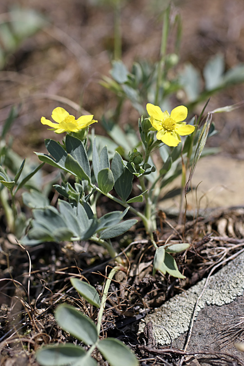 Image of Potentilla orientalis specimen.