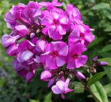 Phlox paniculata. Соцветие с цветками и не раскрывшимися бутонами. Германия, г. Krefeld, в ботаническом саду. 31.07.2012.