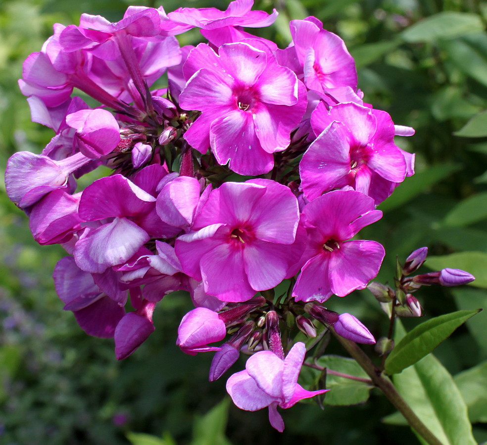 Изображение особи Phlox paniculata.