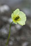 Papaver lapponicum