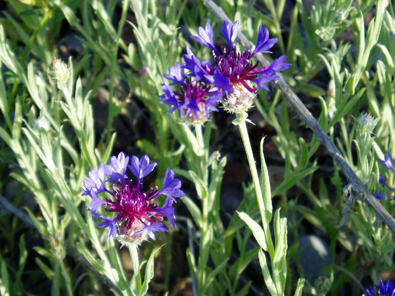 Image of Centaurea depressa specimen.