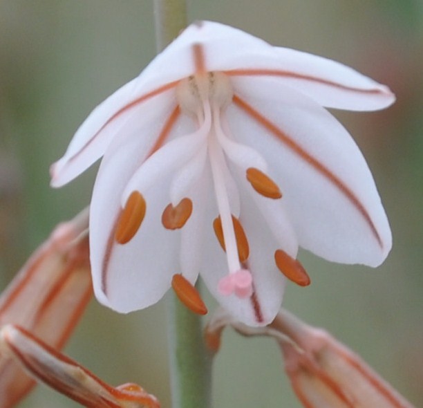 Изображение особи Asphodelus fistulosus.