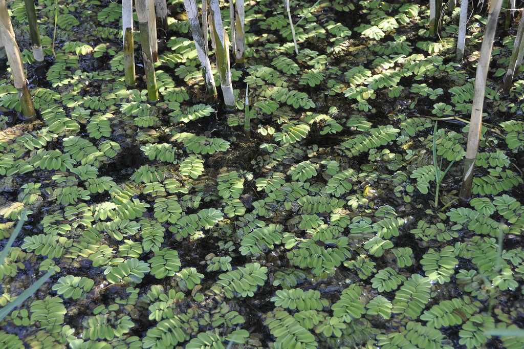 Image of Salvinia natans specimen.