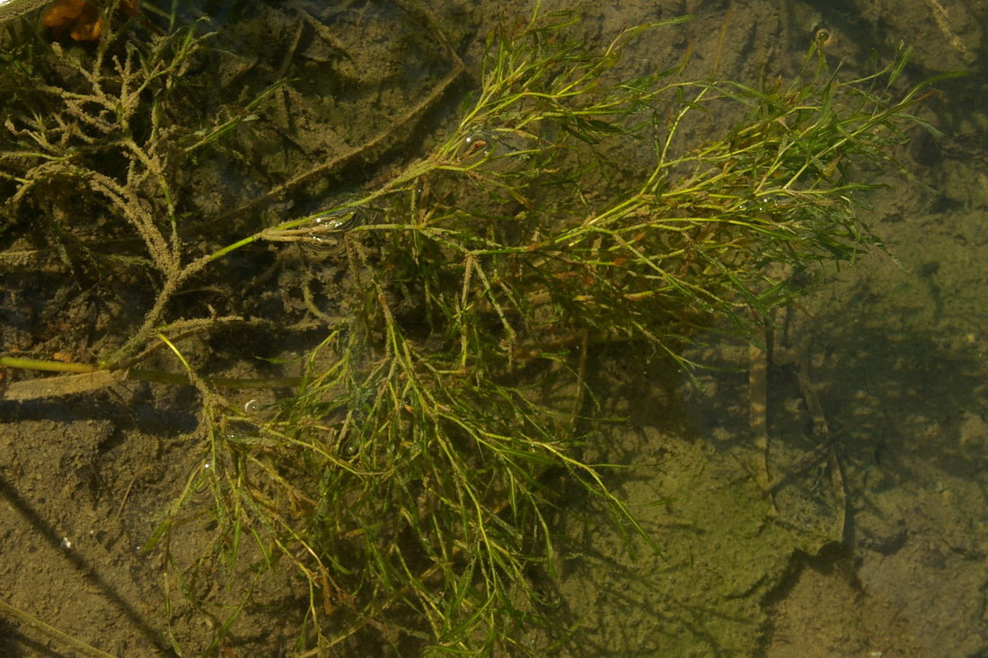 Image of genus Potamogeton specimen.