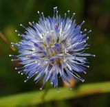 Jasione montana