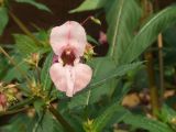 Impatiens glandulifera