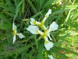 Iris setosa