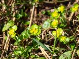 Chrysosplenium alternifolium