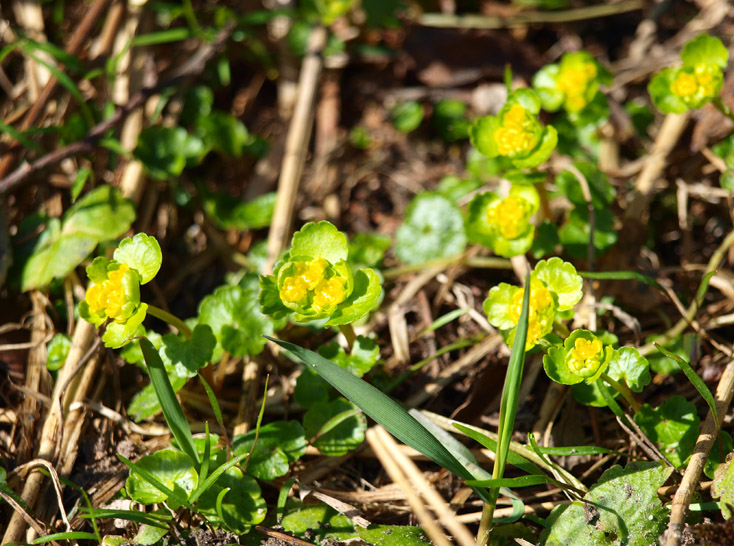 Изображение особи Chrysosplenium alternifolium.