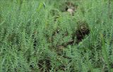 Sedum reflexum. Побеги. Черноморское побережье Кавказа, Новороссийский район, близ пос. Верхнебаканский, поляна в лиственном лесу. 03.06.2012.