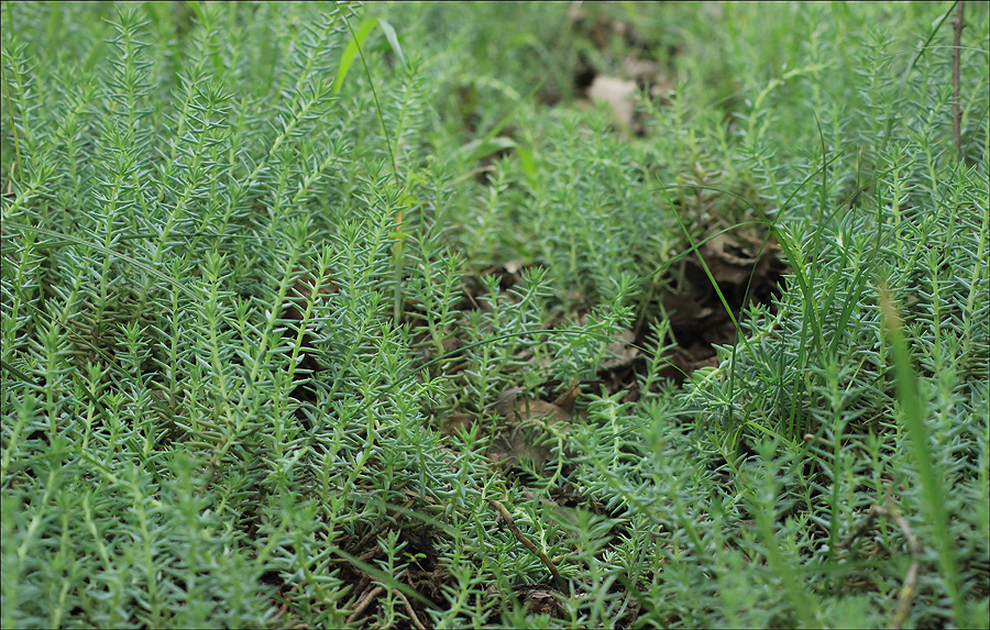 Image of Sedum reflexum specimen.