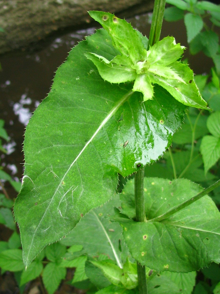 Image of Cirsium oleraceum specimen.