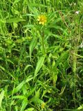 Bidens разновидность radiata