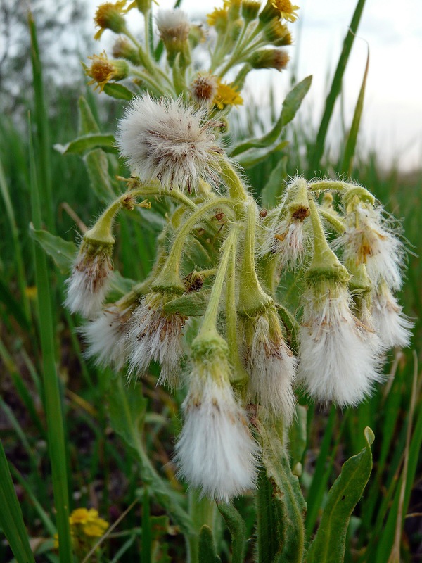 Изображение особи Tephroseris palustris.