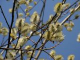 Salix caprea