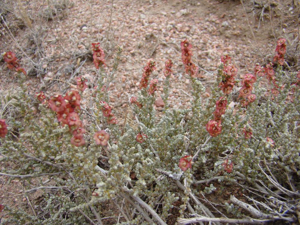 Изображение особи Salsola gemmascens.