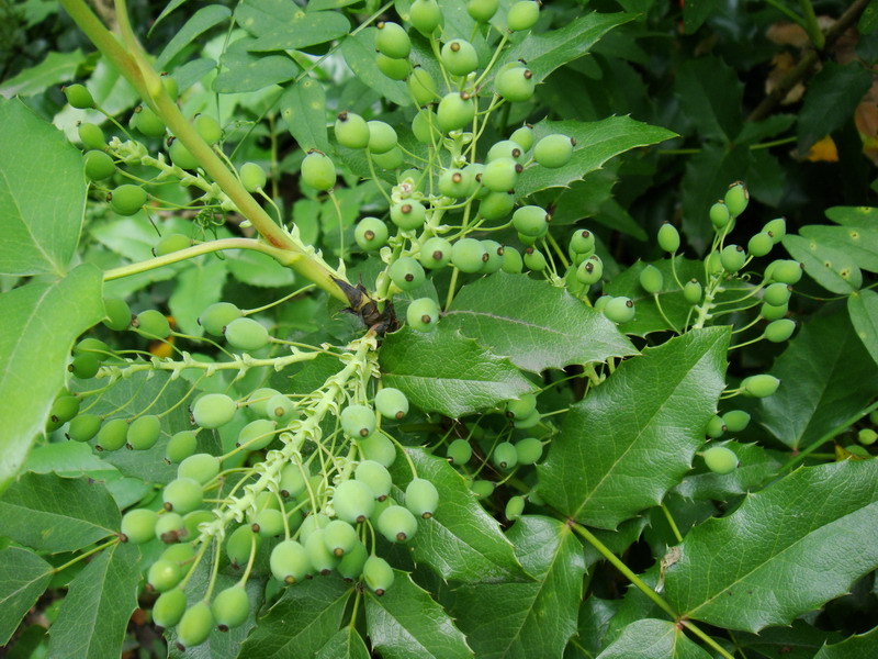 Изображение особи Mahonia aquifolium.