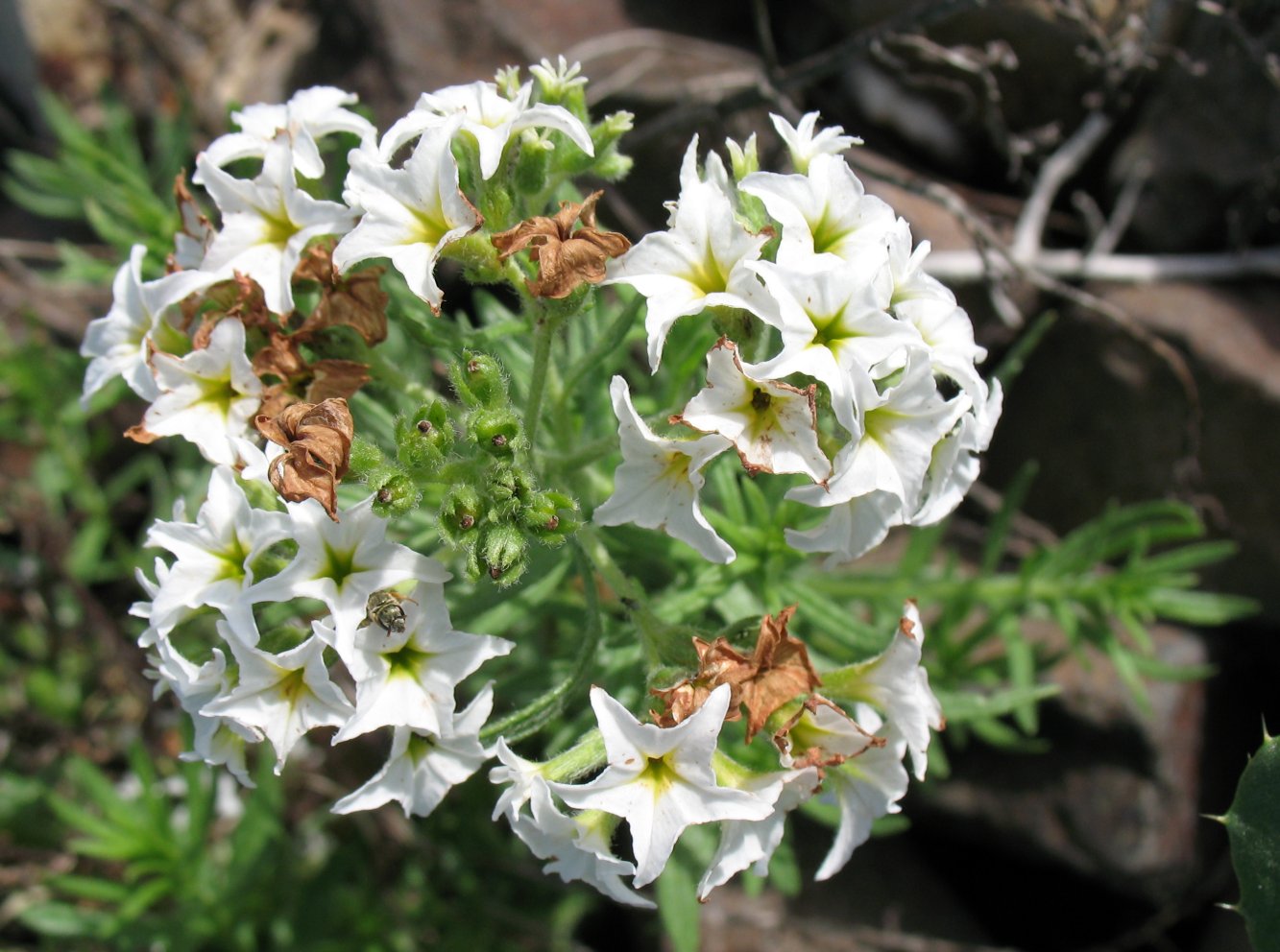 Image of Argusia rosmarinifolia specimen.
