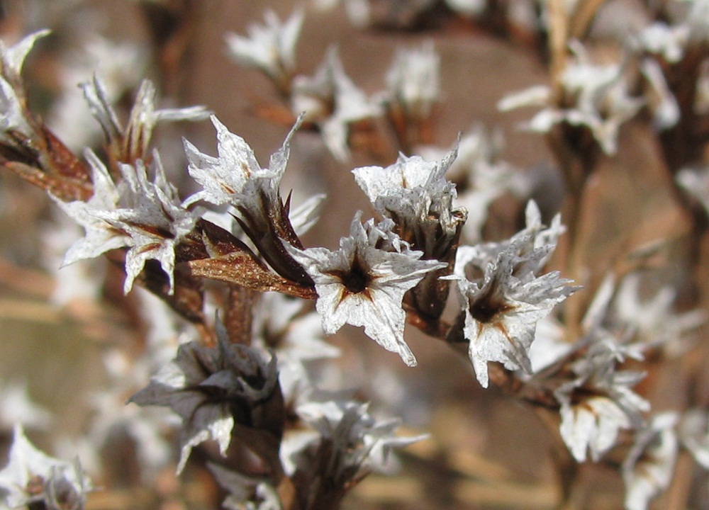 Image of Goniolimon tataricum specimen.